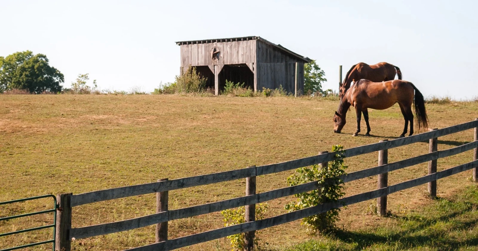 horses grazing in field