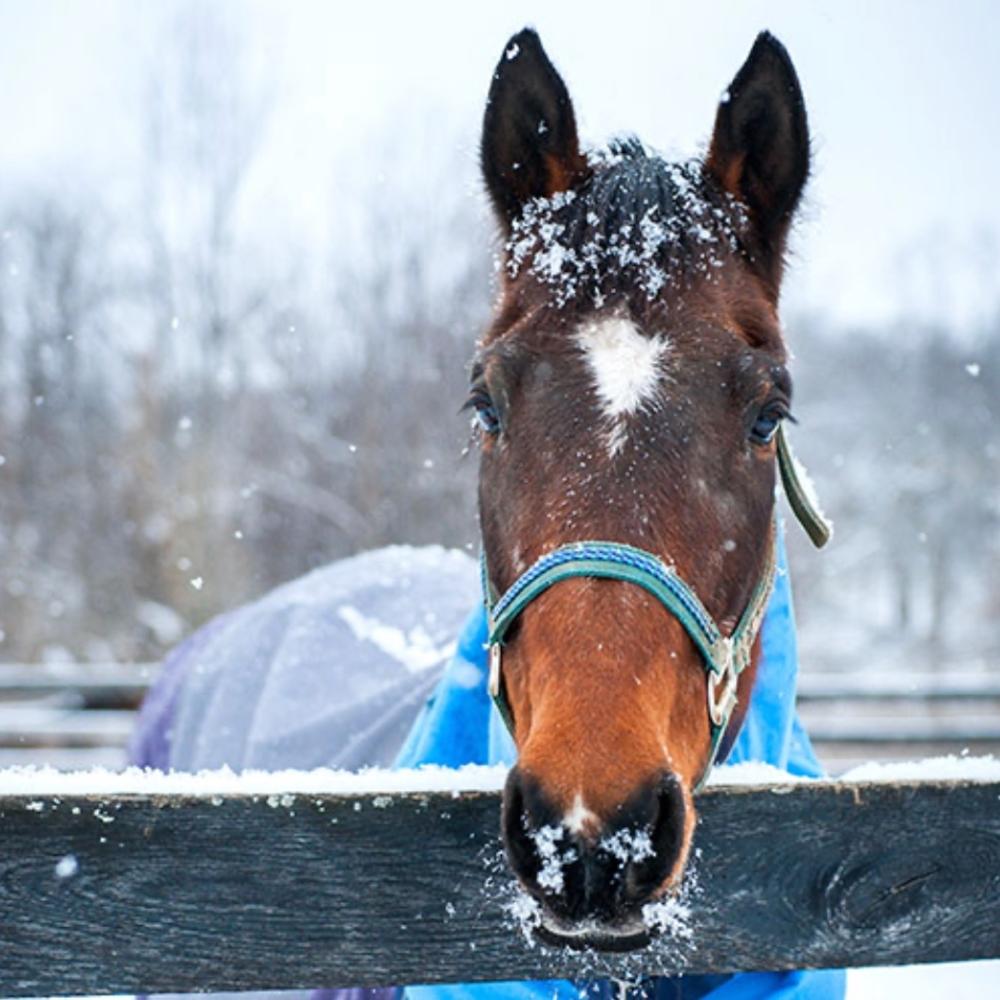 Horse in the snow