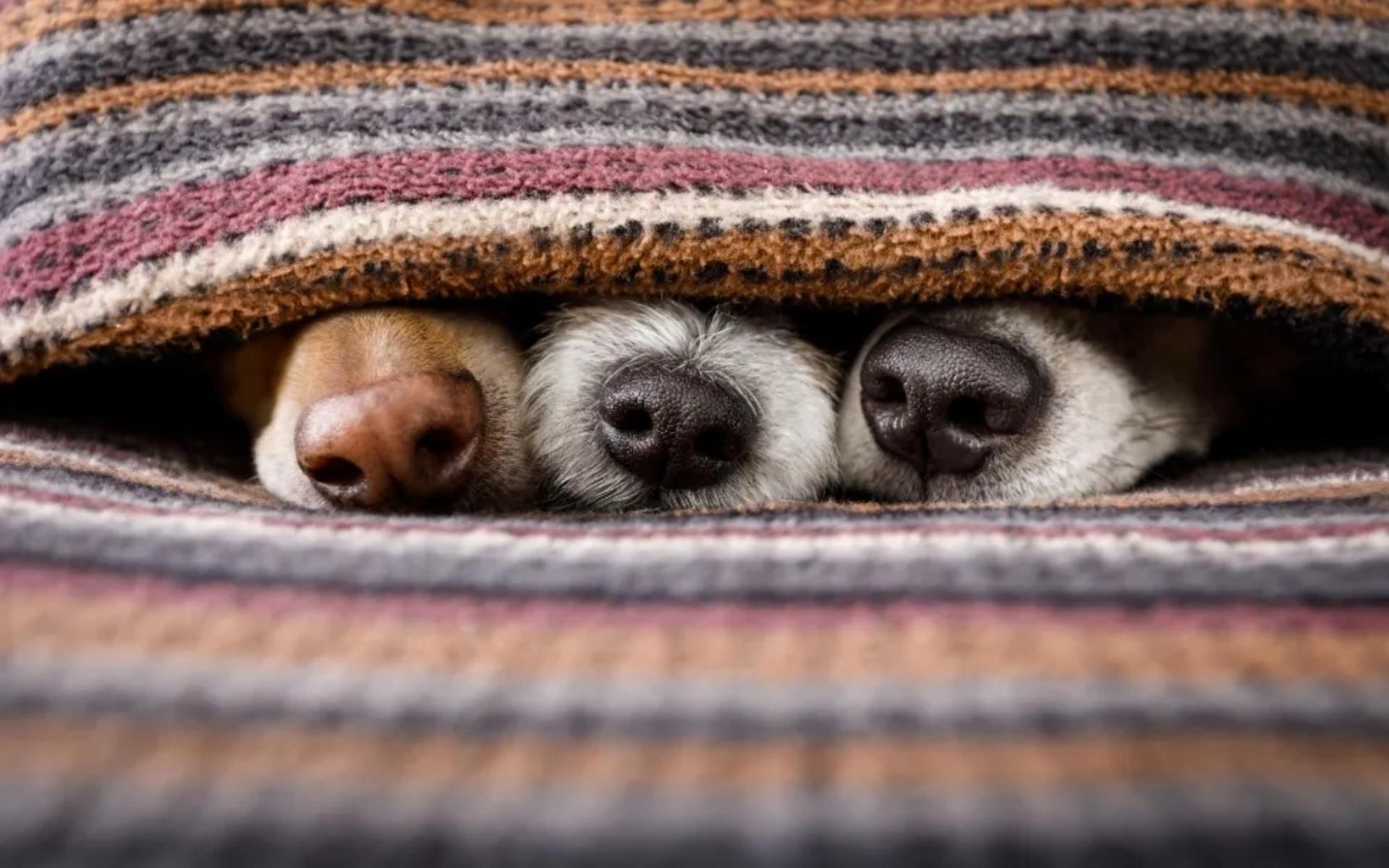puppy in field playing in water