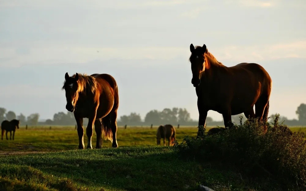 HORSES IN FIELD