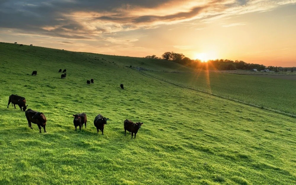 horse running in field